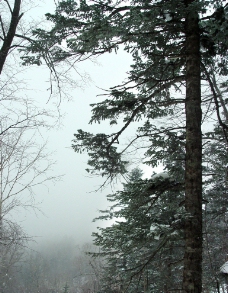 松林冬景图片