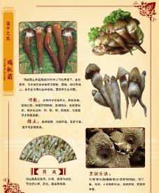 生野菜菜谱野生菌类图片