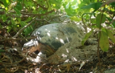 野生海龟图片