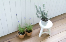 阳台盆栽植物图片