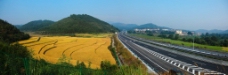 高速公路与秋收的稻田图片
