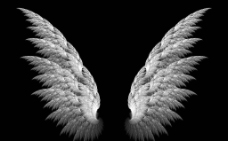 天之翼天使之翼图片