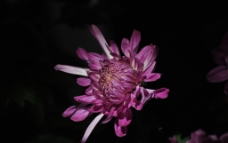 深粉色菊花图片