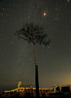 黄昏的树图片