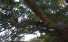 老樟树图片