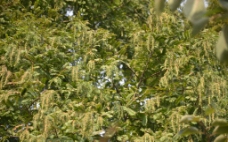 水杉种子果图片