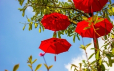 小红伞图片