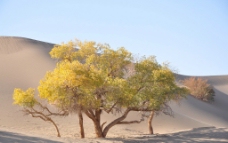 沙漠胡杨林图片