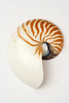 贝壳 海螺图片