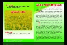 水稻种子 种子宣传 水稻彩页图片