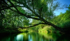 树林绿水图片