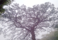 黄山风景 松树图片