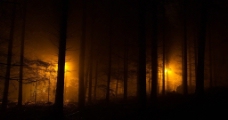 夜晚森林图片