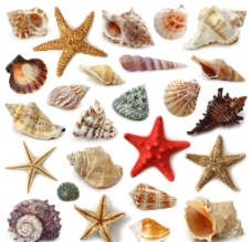 其他生物贝壳海星图片