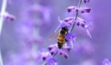紫色花朵和蜜蜂图片