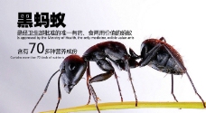 网页模板黑蚂蚁图片