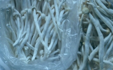 长根蘑菇 繁殖蘑菇图片