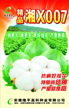 棉花 棉花种子 种子包装图片