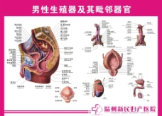 男性生殖解剖图图片