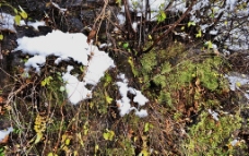 泗沟的薄雪图片
