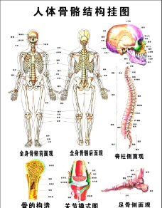 人体骨骼结构图位图素材图片