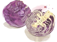 矢量紫甘兰包菜设计素材图片