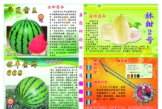 西瓜 水果宣传图片
