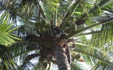 椰树 椰子图片