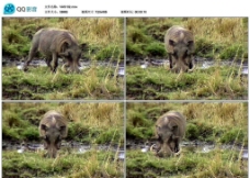 非洲野猪视频实拍素材