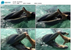 海豚和饲养员视频实拍素材