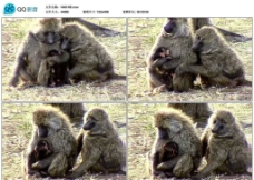 野生狒狒珍贵动物视频实拍素材