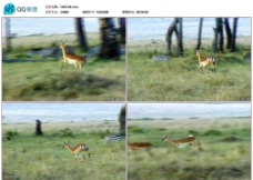 奔跑中的小鹿视频实拍素材