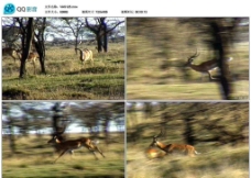 奔跑中的羚羊视频实拍素材