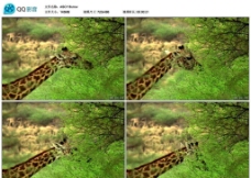 长颈鹿吃叶子视频实拍素材