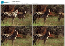 非洲斑马野生动物视频实拍素材