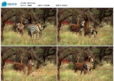 非洲斑马视频实拍素材