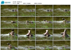 野生河马保护动物视频实拍素材