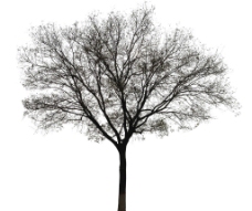 黑白的树图片