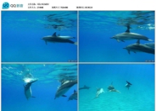 深海潜水海豚视频实拍素材