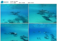 海豚游泳视频实拍素材