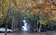 秋天的悬铃木行道树图片