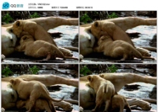 狮子哺乳视频实拍素材