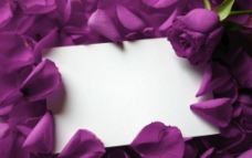 紫色玫瑰花瓣图片