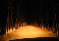 夜间树林图片