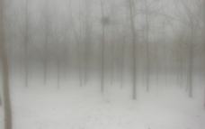 雾林图片