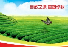 蓝天绿茶蝴蝶背景图片