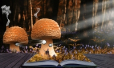 神奇的蘑菇图片