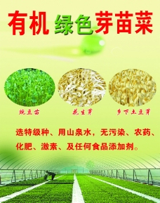 豌豆绿色芽苗菜图片